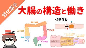 大腸 方向|大腸の構造と働きについて教えてください 